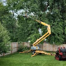 Best Tree and Shrub Care  in Dunkirk, MD