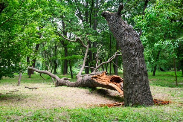 Reliable Dunkirk, MD Tree Care Solutions