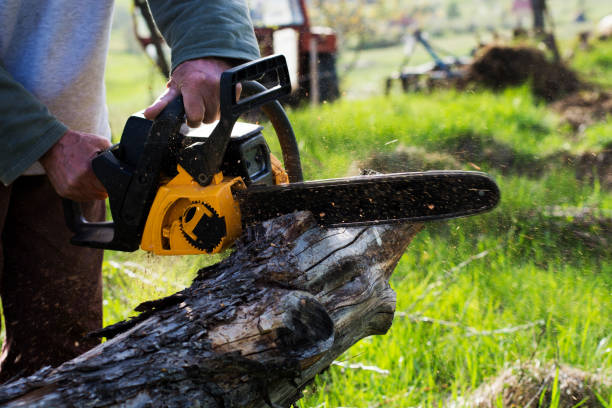 How Our Tree Care Process Works  in  Dunkirk, MD